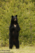 BEARS